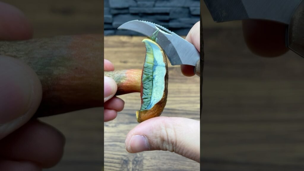 #fungi #pilzesammeln #pilze #mushrooms