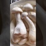 Milky Mushroom Curry🥘🤤