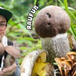 BALLERMÄNNER!! Der Regen zeigt Wirkung. Anfang August 2025.