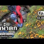 Ep42 (4 ส.ค.68) ป่าน้ำตก รอบ2 ของปี เก็บเห็ดมันปูสวีเดน 🇸🇪 ตำนานหมายตรงทางออกอีกแล้วจ้า