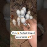 Perfect shaped wild mushrooms 😍🍄 #trending #youtubeshorts