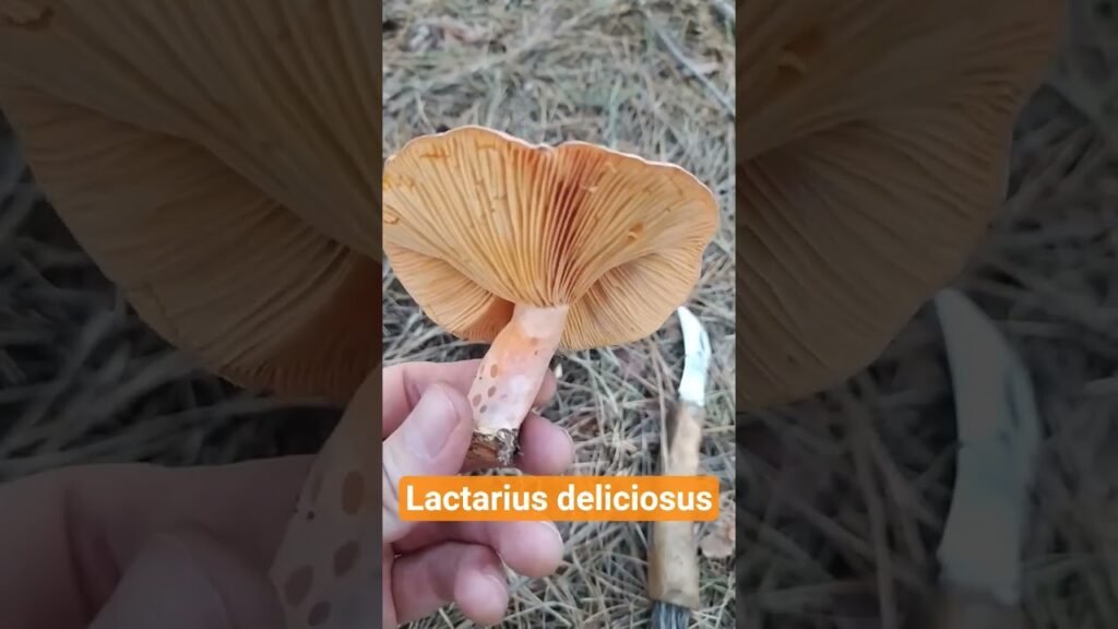 ГРИБИ РИЖИКИ ДЕЛІКАТЕСНІ! 🌿 Пошук рижиків у сосновому лісі.