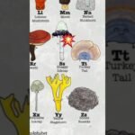 types of mushrooms 🍄 #trending #shorts #cute