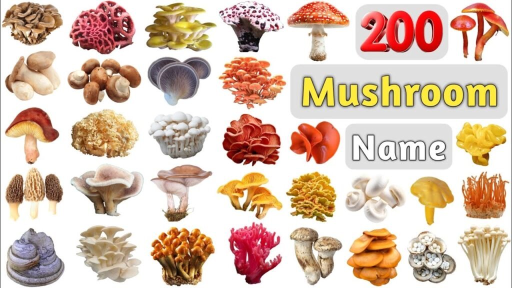 Mushroom Vocabulary ll 200 Mushroom Names in English With Pictures ll List of  Fungus