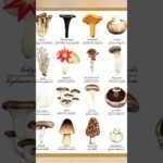 types of 💥 mushrooms 🍄 #trending #cute #shorts