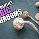 Drug Special: This is How You Identify Magic Mushrooms