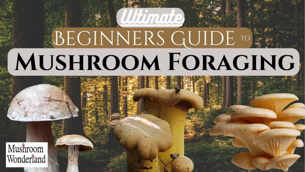 Beginners Guide to Wild Mushroom Foraging – 2024