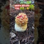 Mushroom ASMR: Fly Agaric (Amanita muscaria) and King Bolete (Boletus edulis), indicator species