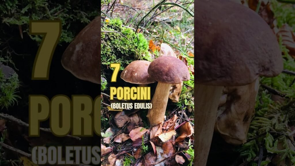 10 Wild Edible Mushrooms | Blissed Zone