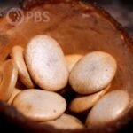 This Mushroom Can Fly | Deep Look