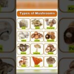 Different Types Of Mushrooms Name In English And Hindi #Mushrooms #Recipe #Newrecipe #English #Words
