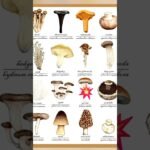 types of 💥 mushrooms 🍄 #shorts #cute #trending