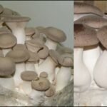 TOP 10 MOST CONSUMED MUSHROOM (KABUTE) IN THE PHILIPPINES (with Scientific Name)