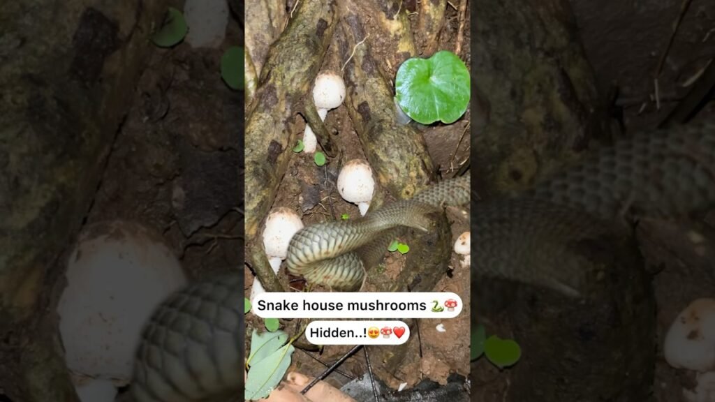 Snake house mushroom 😰🐍🍄Wow 😍❤️
