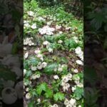 Amazing mushroom#shorts