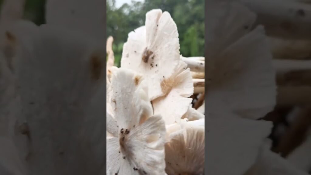 White Mushroom // A Different Type of Mushroom In  Jungle Area ..