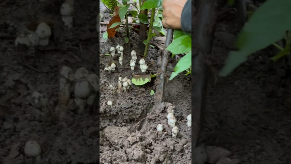 Wild mushroom hunting | deule chyau mushrooms 🍄 #shortsviral