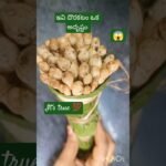 నాటు పుట్ట గొడుగులు కూర (mushroom curry in telugu)#mushroom #curry #youtubeshorts