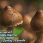 Mushrooms, benefits and types: