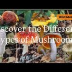 Discover the different types of Mushroom 🍄‍🟫