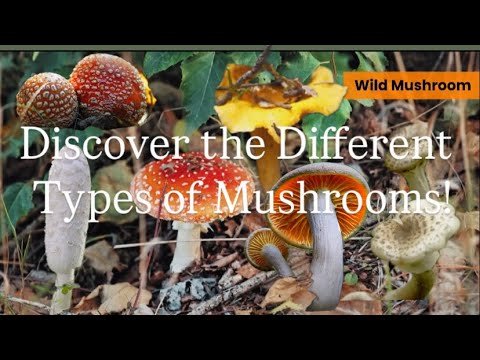 Discover the different types of Mushroom 🍄‍🟫