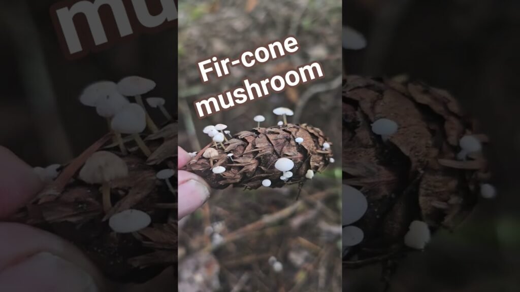 Strobilurus trullisatus – Fir-Cone Mushroom an important indicator species signaling mushroom season