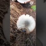 two different types of tasty village mushrooms