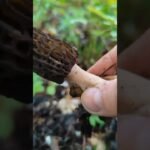 What type of mushroom is this?