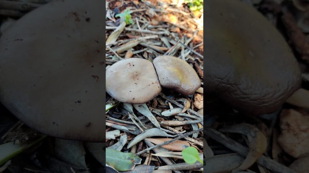 Can You Identify These Mushroom Species?