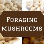 Types of mushrooms for cultivation
