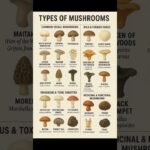 Types of mushrooms. #mushroomforest