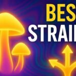 Which Strains of Magic Mushrooms are Best For You?