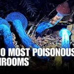 10 Most Dangerous Types of Mushrooms That Can Kill You Instantly | Mushroom Identification