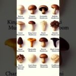 types of mushroom