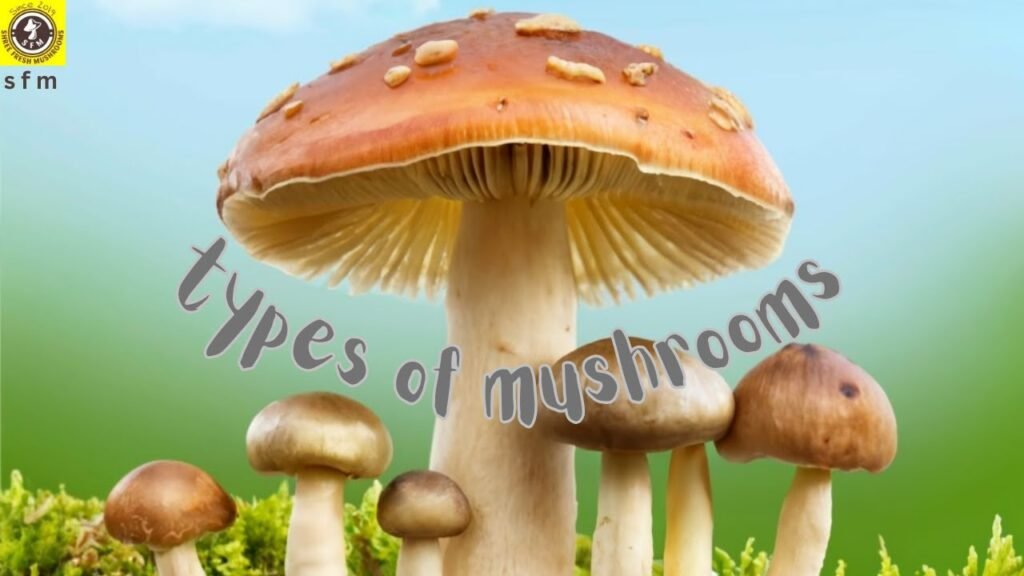 types of mushrooms