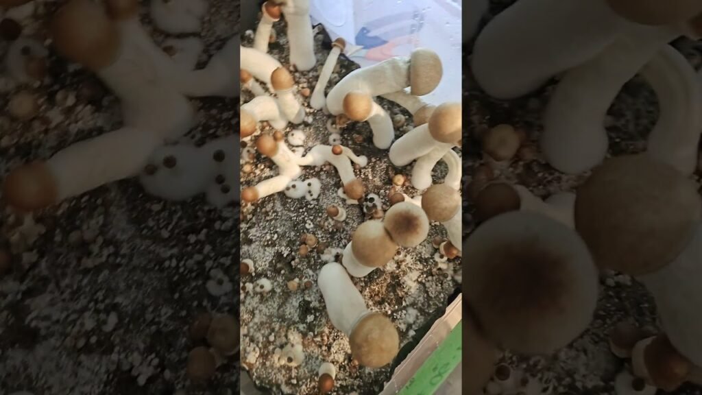 Experiment Growing mushrooms 3 types of grain spawn in same tub