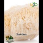 Types of Mushrooms #mushroom  #ytshorts #types #sustainable #saeioglobal #gardening #urbanfarming