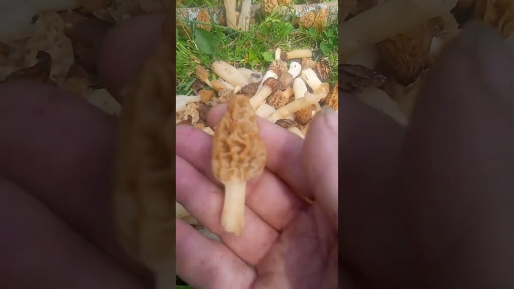two different types of morel mushrooms can you see the difference