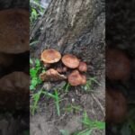 Which mushroom species is this? Exploring Fungi kingdom.