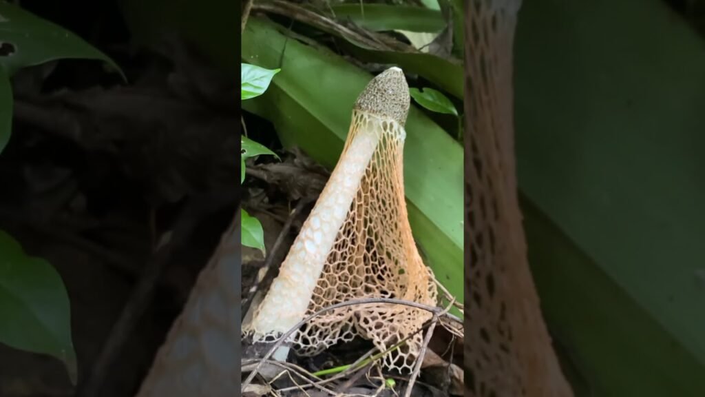 What type of this Mushrooms 🧐😱 #fyp #nature #wow #tranding #shorts #viral