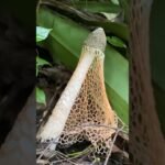 What type of this Mushrooms 🧐😱 #fyp #nature #wow #tranding #shorts #viral