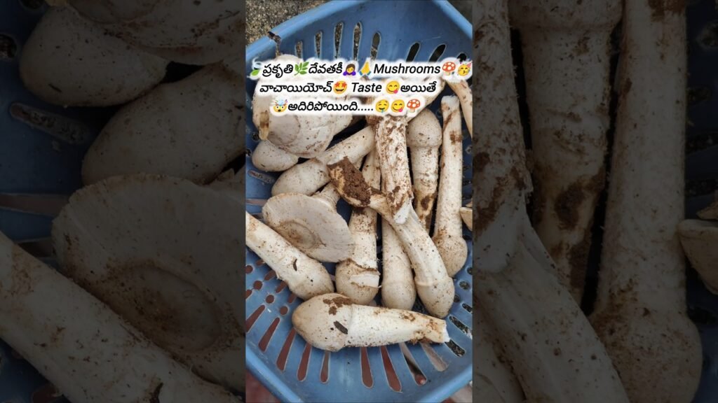మా ఇంటి🏡దగ్గర Mushrooms🤩 వచాయి🍄#viralvideo#ytshorts #trending#shortsfeed#youtubeshorts#viral#shorts