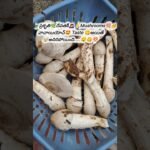 మా ఇంటి🏡దగ్గర Mushrooms🤩 వచాయి🍄#viralvideo#ytshorts #trending#shortsfeed#youtubeshorts#viral#shorts