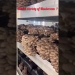 🍄 which type of Mushroom 🍄 #student #farming #mushroom #cultivation #anduat #college #fungus