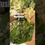 The carrob tree mushroom , a rare type of mushroom , also knows as ?  #carob #mushroom #delicacy