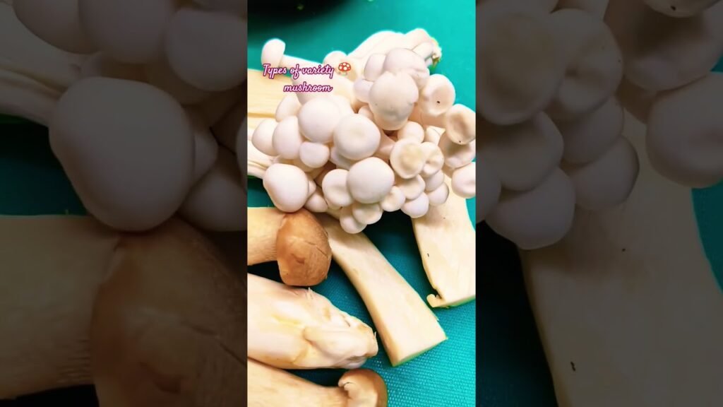 types of variety mushroom 🍄🌈#like #food #foodie #chefselection #mushroomrecipe #lovesong