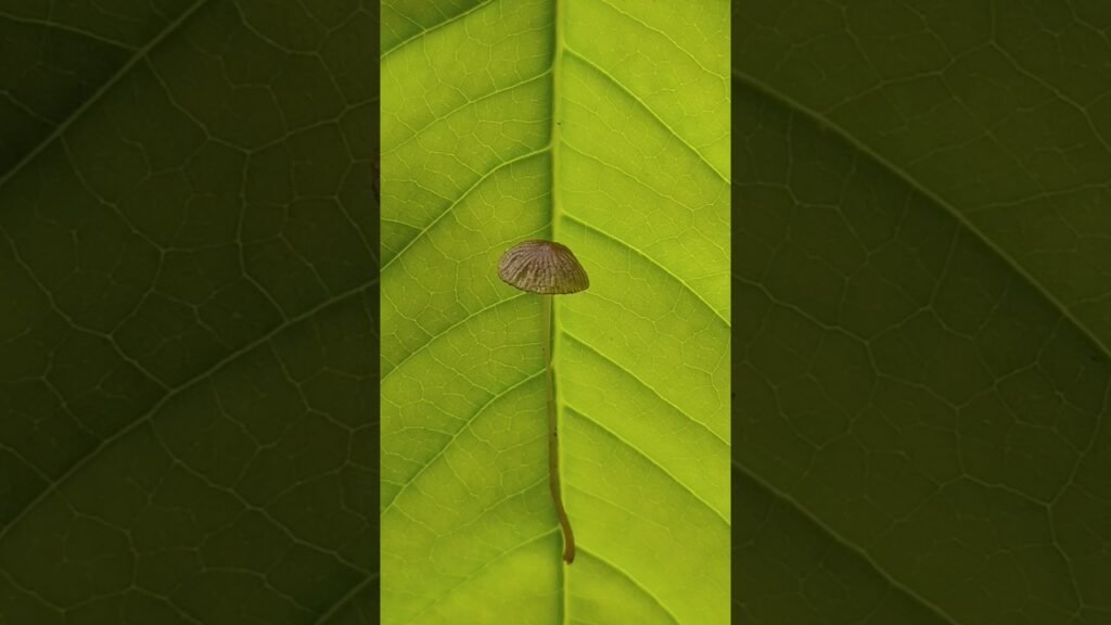 Different Types Of Mushrooms