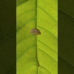 Different Types Of Mushrooms