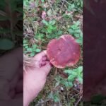 Another delicious mushroom species