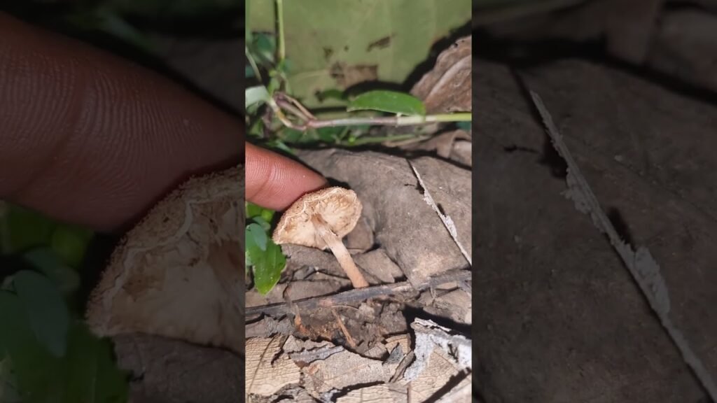 Which mushroom species is this ?